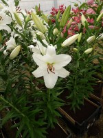 [4347 Signum VZ No01.JPG]